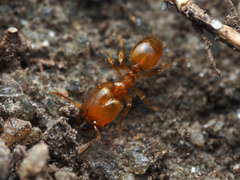 Pheidole tysoni