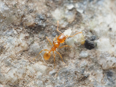 Pheidole tysoni