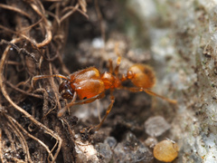 Pheidole tysoni