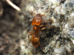Pheidole tysoni