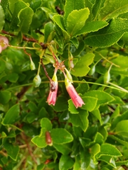 Vaccinium cylindraceum