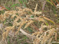 Echinochloa muricata