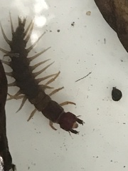 Orohermes crepusculus