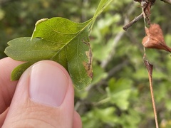 Stigmella hybnerella