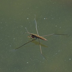 Limnoporus