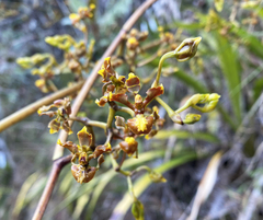 Cyrtochilum
