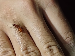 Camponotus schaefferi