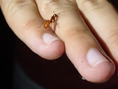 Camponotus schaefferi