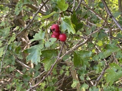 Crataegus