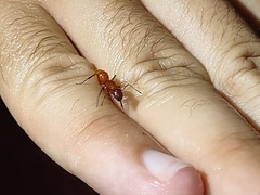 Camponotus schaefferi