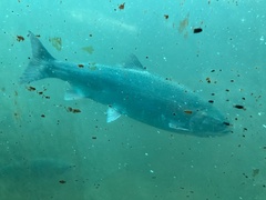 Oncorhynchus