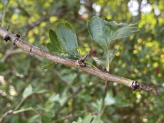 Crataegus
