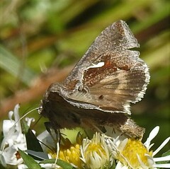 Anagrapha falcifera