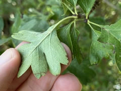 Crataegus