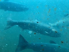 Oncorhynchus tshawytscha