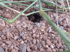 Novomessor albisetosus