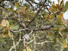 Andricus chrysolepidicola