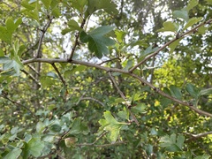 Crataegus