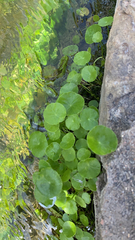 Hydrocotyle verticillata