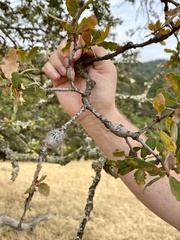 Andricus chrysolepidicola