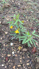 Senna roemeriana