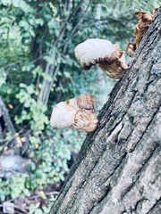 Pleurotus dryinus