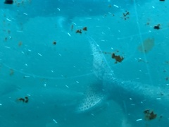 Oncorhynchus tshawytscha