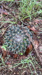 Mammillaria heyderi