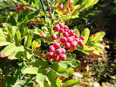 Sorbus sitchensis