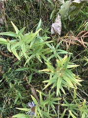 Lithospermum ruderale