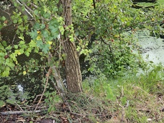 Crataegus