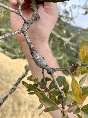 Andricus chrysolepidicola