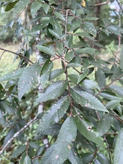 Ulmus alata
