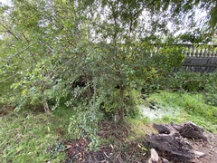 Crataegus