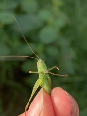 Conocephalini