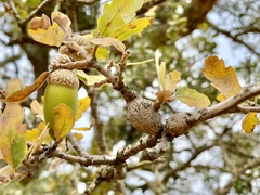 Andricus chrysolepidicola