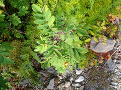 Sorbus sitchensis