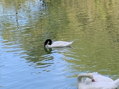 Cygnus melancoryphus