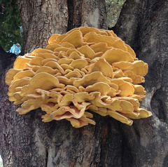 Laetiporus gilbertsonii