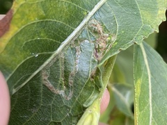 Phyllocnistis saligna