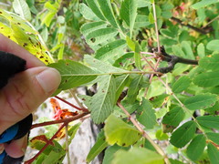 Sorbus sitchensis