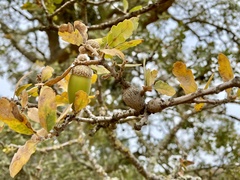 Andricus chrysolepidicola