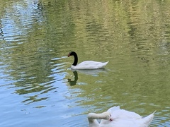 Cygnus melancoryphus