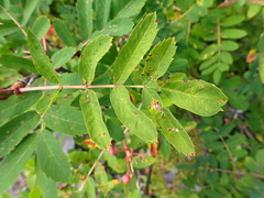 Sorbus sitchensis