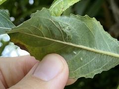 Phyllocnistis saligna