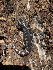 Ambystoma opacum