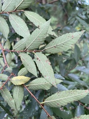 Ulmus alata
