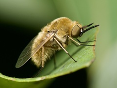 Sparnopolius confusus