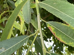 Phyllocnistis saligna