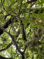 Pseudisothecium stoloniferum